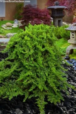 Staked Green Mound Japanese Garden Juniper - 5 Gallon Pot -Leafy Joy Shop juniperus procumbens nana green mound japanese garden juniper staked topiary 5