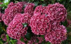 Keepsake Kalmia Mountain Laurel (Kalmia Latifolia) - 3 Gallon Pot -Leafy Joy Shop kalmia latifolia keepsake mountain laurel 2