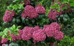 Keepsake Kalmia Mountain Laurel (Kalmia Latifolia) - 3 Gallon Pot -Leafy Joy Shop kalmia latifolia keepsake mountain laurel 3