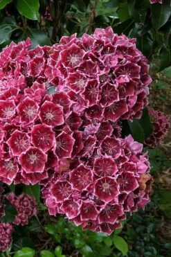 Keepsake Kalmia Mountain Laurel (Kalmia Latifolia) - 3 Gallon Pot