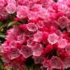 Olympic Fire Mountain Laurel (Kalmia Latifolia) - 3 Gallon Pot -Leafy Joy Shop kalmia latifolia olympic fire mountain laurel 10