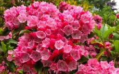 Olympic Fire Mountain Laurel (Kalmia Latifolia) - 3 Gallon Pot -Leafy Joy Shop kalmia latifolia olympic fire mountain laurel 11