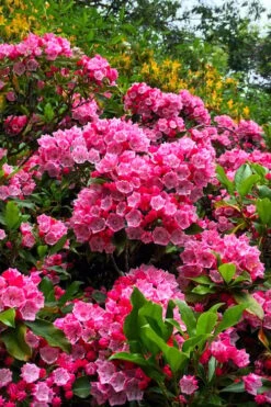 Olympic Fire Mountain Laurel (Kalmia Latifolia) - 3 Gallon Pot -Leafy Joy Shop kalmia latifolia olympic fire mountain laurel 13