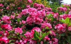 Olympic Fire Mountain Laurel (Kalmia Latifolia) - 3 Gallon Pot -Leafy Joy Shop kalmia latifolia olympic fire mountain laurel 14