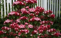 Olympic Fire Mountain Laurel (Kalmia Latifolia) - 3 Gallon Pot -Leafy Joy Shop kalmia latifolia olympic fire mountain laurel 8