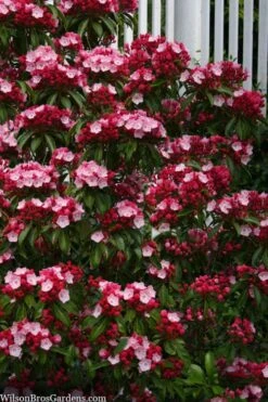 Olympic Fire Mountain Laurel (Kalmia Latifolia) - 3 Gallon Pot -Leafy Joy Shop kalmia latifolia olympic fire mountain laurel 9