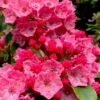 Raspberry Glow Mountain Laurel (Kalmia Latifolia) - 3 Gallon Pot -Leafy Joy Shop kalmia latifolia raspberry glow 1