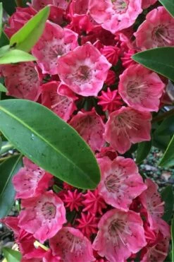 Raspberry Glow Mountain Laurel (Kalmia Latifolia) - 3 Gallon Pot -Leafy Joy Shop kalmia latifolia raspberry glow 2