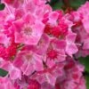 Show Time Mountain Laurel (Kalmia Latifolia) - 3 Gallon Pot 1 Show Time Mountain Laurel (Kalmia Latifolia) - 3 Gallon Pot -Leafy Joy Shop kalmia latifolia show time mountain laurel 1