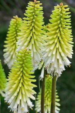 Lady Luck Kniphofia (Red Hot Poker) - 1 Gallon Pot -Leafy Joy Shop kniphofia lady luck 2 500x750 1