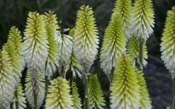 Lady Luck Kniphofia (Red Hot Poker) - 1 Gallon Pot -Leafy Joy Shop kniphofia lady luck 800x500 1