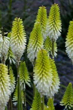Lady Luck Kniphofia (Red Hot Poker) - 1 Gallon Pot -Leafy Joy Shop kniphofia lady luck red hot poker 2