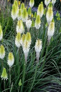 Lady Luck Kniphofia (Red Hot Poker) - 1 Gallon Pot -Leafy Joy Shop kniphofia lady luck red hot poker 3