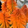 Poco Orange Red Hot Poker (Kniphofia) - 1 Gallon Pot -Leafy Joy Shop kniphofia poco orange red hot poker 1