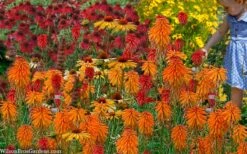Poco Orange Red Hot Poker (Kniphofia) - 1 Gallon Pot -Leafy Joy Shop kniphofia poco orange red hot poker 7