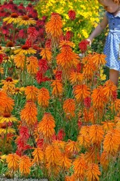 Poco Orange Red Hot Poker (Kniphofia) - 1 Gallon Pot -Leafy Joy Shop kniphofia poco orange red hot poker 9