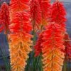Poco Sunset Red Hot Poker (Kniphofia) - 1 Gallon Pot -Leafy Joy Shop kniphofia poco sunset red hot poker 3