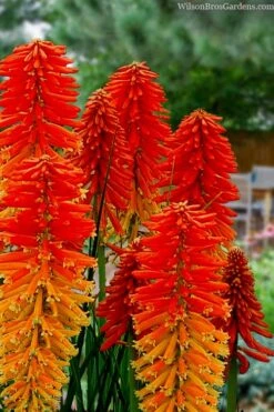 Poco Sunset Red Hot Poker (Kniphofia) - 1 Gallon Pot -Leafy Joy Shop knophofia poco sunset red hot poker 1
