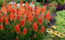 Poco Sunset Red Hot Poker (Kniphofia) - 1 Gallon Pot -Leafy Joy Shop knophofia poco sunset red hot poker 2