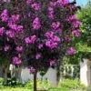 Black Diamond 'Purely Purple' Crape Myrtle Tree (Single Trunk) - 7 Gallon Pot -Leafy Joy Shop lagerstroemia black diamond purely purple crape myrtle tree 2