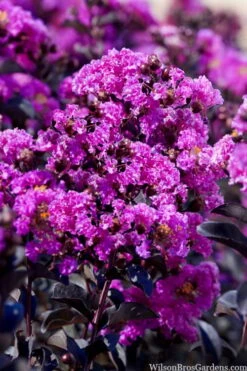 Black Diamond 'Purely Purple' Crape Myrtle Tree (Single Trunk) - 7 Gallon Pot -Leafy Joy Shop lagestroemia indica purely purple black diamond crape myrtle 1