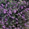 Trailing Lavender Lantana - 5 Pack Of Pint Pots -Leafy Joy Shop lantana trailing lavender 105