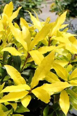 Sicilian Sunshine Sweet Bay Laurel (Laurus Nobilis) - 1 Gallon Pot -Leafy Joy Shop laurus nobilis sicilian sunshine sweet bay laurel 2