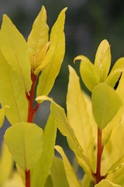 Sicilian Sunshine Sweet Bay Laurel (Laurus Nobilis) - 1 Gallon Pot -Leafy Joy Shop laurus nobilis sicilian sunshine sweet bay laurel 5