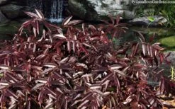 Rejoyce Coast Leucothoe (Leucothoe Axillaris) - 3 Gallon Pot -Leafy Joy Shop leucothoe axillaris rejoyce 10