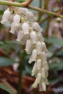 Rejoyce Coast Leucothoe (Leucothoe Axillaris) - 3 Gallon Pot -Leafy Joy Shop leucothoe axillaris rejoyce 11