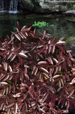 Rejoyce Coast Leucothoe (Leucothoe Axillaris) - 3 Gallon Pot -Leafy Joy Shop leucothoe axillaris rejoyce 3