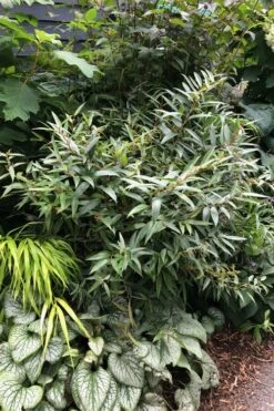 Rejoyce Coast Leucothoe (Leucothoe Axillaris) - 3 Gallon Pot -Leafy Joy Shop leucothoe axillaris rejoyce 7