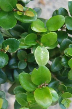 Little Moon Ligustrum - 6 Pack Of 1 Gallon Pots -Leafy Joy Shop ligustrum little moon 500x750 1