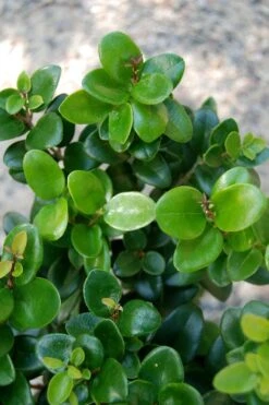 Little Moon Ligustrum - 6 Pack Of 1 Gallon Pots -Leafy Joy Shop ligustrum little moon privet 1