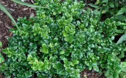 Little Moon Ligustrum - 6 Pack Of 1 Gallon Pots -Leafy Joy Shop ligustrum little moon privet 2