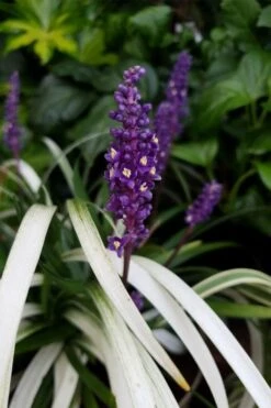 Okina Liriope (Frosted Monkey Grass) - 1 Gallon Pot -Leafy Joy Shop liriope muscari okina lilyturf 4