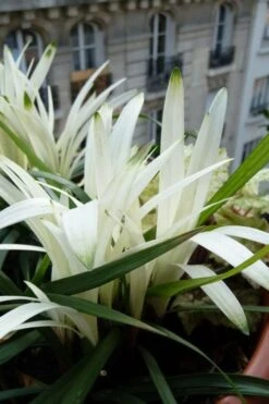 Okina Liriope (Frosted Monkey Grass) - 1 Gallon Pot -Leafy Joy Shop liriope muscari okina lilyturf 5