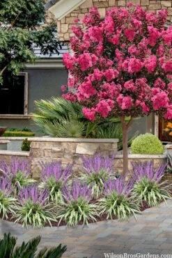 Variegated Liriope - Monkey Grass / Lilyturf - 6 Pack Of Pint Pots -Leafy Joy Shop liriope muscari variegata variegated liriope lilyturf 2