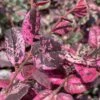 Ruby Parfait Loropetalum (Fringe Flower) - 1 Gallon Pot -Leafy Joy Shop loropetalum chinense ruby parfait fringe flower 1