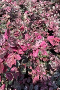 Ruby Parfait Loropetalum (Fringe Flower) - 1 Gallon Pot -Leafy Joy Shop loropetalum chinense ruby parfait fringe flower 2