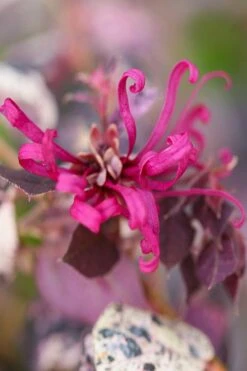 Ruby Parfait Loropetalum (Fringe Flower) - 1 Gallon Pot -Leafy Joy Shop loropetalum chinense ruby parfait fringe flower 3