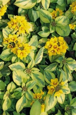 Waikiki Sunset Lysimachia - 5 Pack Of Quart Pots -Leafy Joy Shop lysimachia