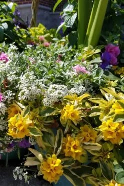 Waikiki Sunset Lysimachia - 5 Pack Of Quart Pots -Leafy Joy Shop lysimachia waikiki sunset 2