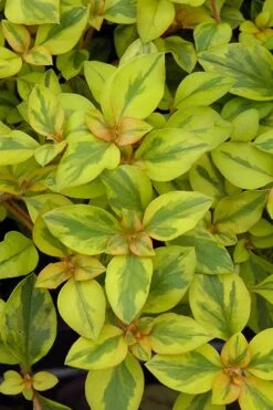Waikiki Sunset Lysimachia - 5 Pack Of Quart Pots -Leafy Joy Shop lysimachia waikiki sunset 3