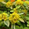 Waikiki Sunset Lysimachia - 5 Pack Of Quart Pots -Leafy Joy Shop lysimachia waikiki sunset 4