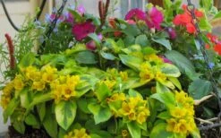 Waikiki Sunset Lysimachia - 5 Pack Of Quart Pots -Leafy Joy Shop lysimachia waikiki sunset 5