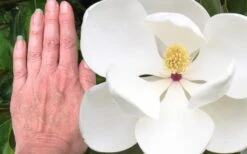 Edith Bogue Cold Hardy Evergreen Magnolia - 5 Gallon Pot -Leafy Joy Shop magnolia edith bogue 3