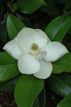 Edith Bogue Cold Hardy Evergreen Magnolia - 5 Gallon Pot -Leafy Joy Shop magnolia edith bogue 5