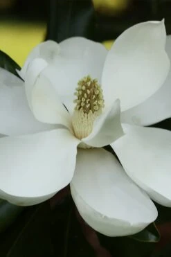 Edith Bogue Cold Hardy Evergreen Magnolia - 5 Gallon Pot -Leafy Joy Shop magnolia edith bogue 6 1