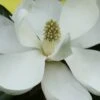 Edith Bogue Cold Hardy Evergreen Magnolia - 5 Gallon Pot 2 Edith Bogue Cold Hardy Evergreen Magnolia - 5 Gallon Pot -Leafy Joy Shop magnolia edith bogue 6